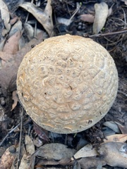 Amanita ochrophylloides
