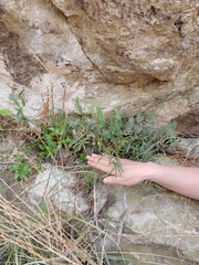Pellaea intermedia