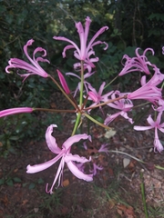 Nerine undulata