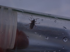 Nysius graminicola