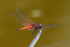 Tramea transmarina euryale