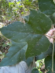 Brachychiton bidwillii