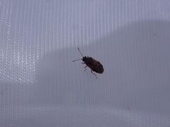 Hyalochilus ovatulus