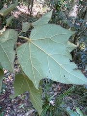 Brachychiton bidwillii