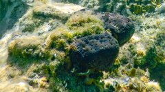 Sarcotragus spinosulus