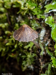 Pseudohydropus parafunebris