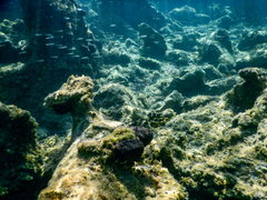 Sarcotragus spinosulus