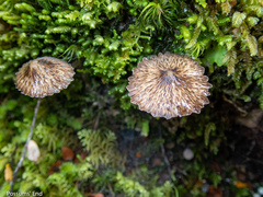 Pseudohydropus parafunebris
