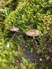 Pseudohydropus parafunebris