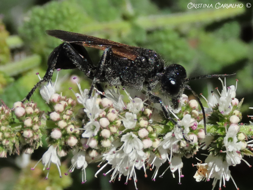 Prionyx subfuscatus