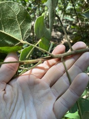 Brachychiton bidwillii
