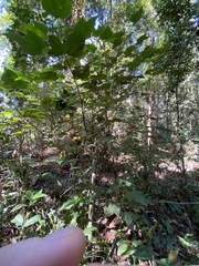Brachychiton bidwillii