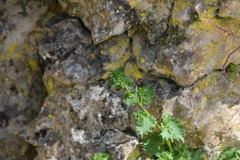 Campanula fenestrellata