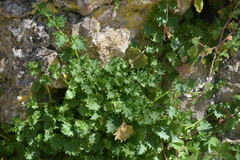 Campanula fenestrellata