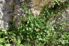 Campanula fenestrellata