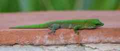 Phelsuma kochi