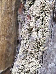 Hypocenomyce scalaris