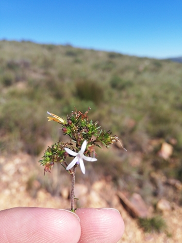 Image of Wahlenbergia rubens by (c) Christiaan Viljoen, some rights reserved (CC BY)