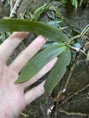 Peristeranthus hillii