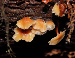 Collybia eucalyptorum
