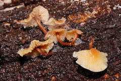 Collybia eucalyptorum