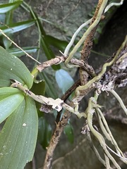 Peristeranthus hillii