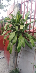 Dracaena fragrans