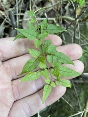 Jasminum singuliflorum