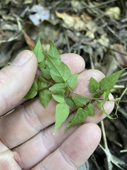 Jasminum singuliflorum