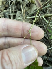 Jasminum singuliflorum