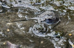 Carcinoscorpius rotundicauda