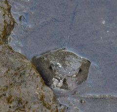 Carcinoscorpius rotundicauda