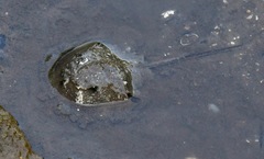 Carcinoscorpius rotundicauda