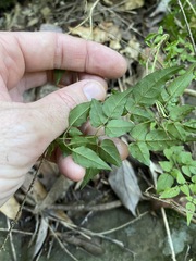 Jasminum singuliflorum