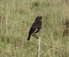 Myrmecocichla aethiops