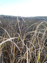 Bolboschoenus caldwellii