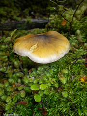 Tricholoma viridiolivaceum