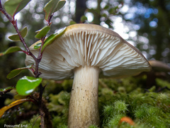 Tricholoma viridiolivaceum