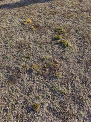 Carmichaelia corrugata