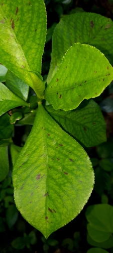 Euphorbia bicompacta image