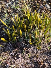 Carmichaelia corrugata