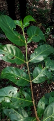 Afrocanthium keniense