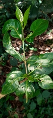 Afrocanthium keniense