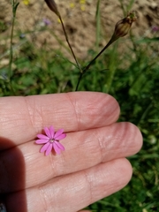 Silene cretica