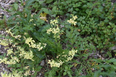 Hesperis laciniata