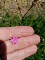 Silene cretica