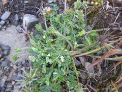 Chaerophyllum andicola