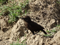 Myrmecocichla aethiops