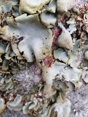 Umbilicaria hirsuta
