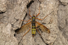 Ctenophora flaveolata
